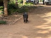 Foto: Cómo actuar ante la cada vez mayor presencia de jabalíes en zonas urbanas: no tocarlos e ir a urgencias si hay heridas