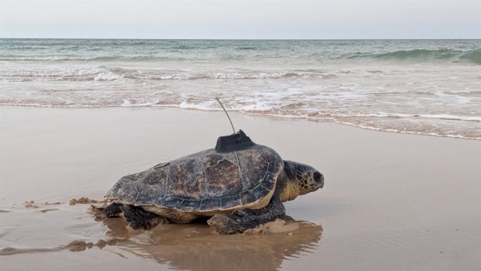 Ejemplar de tortuga boba soltado al mar en este 2026.