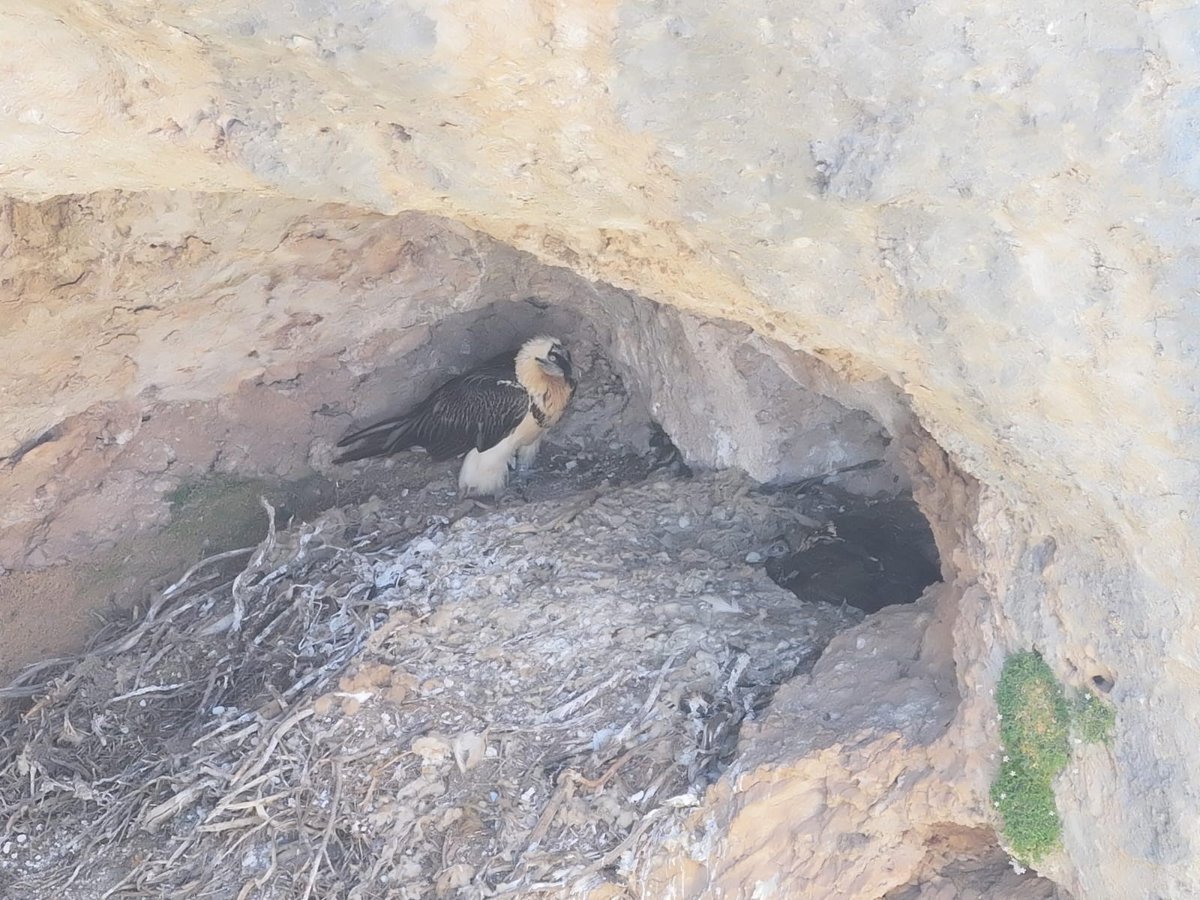 C-LM registra el nacimiento de dos pollos de buitre negro en el Alto Tajo y un quebrantahuesos en la Sierra del Segura