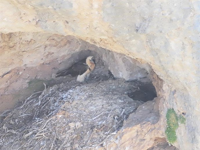Quebrantahuesos.