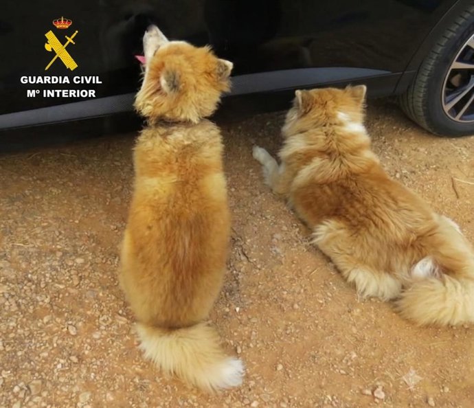 Investigado por maltrato animal por tener dos perros en condiciones deficientes en Santa Eugènia