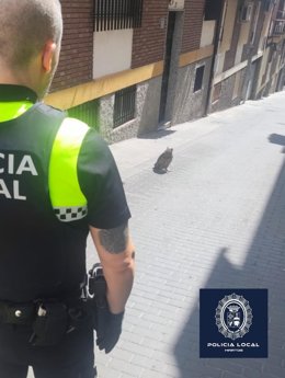 Un agente de la Policía Local observa el búho real en una calle de Martos.
