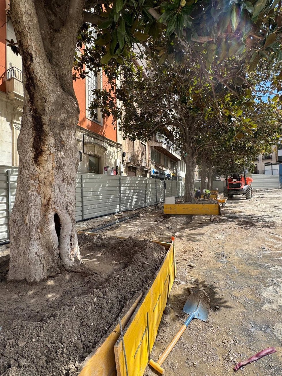 Árboles de la plaza de la Constitución durante las obras de reforma.