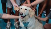 Foto: ¿El mejor amigo?: Los perros podrían ayudar a los adolescentes a gestionar el estrés social