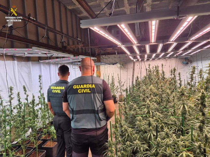 La Guardia Civil incauta una macroplantación de marihuana en Llers (Girona)