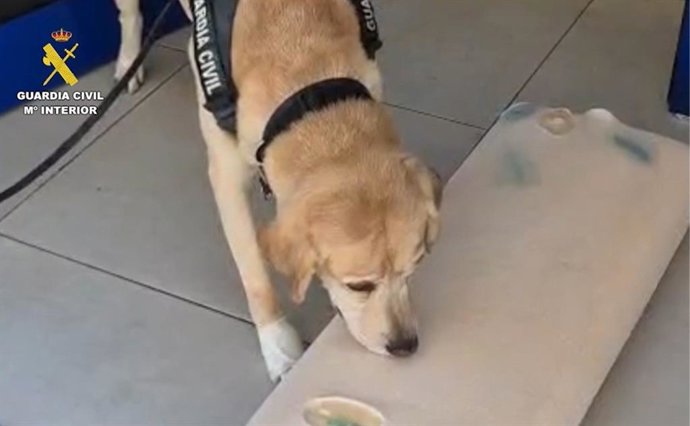 El perro del servicio Cinológico de la Guardia Civil detecta la almohada con cocaína en el ferry en Huelva.