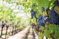 ARAG-ASAJA advierte; "Cuadrar cuentas de una bodega descuadrando las del viticultor no soluciona la crisis del Rioja"
