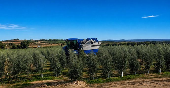 Archivo - Arxivo - Imatge d'un camp d'oliveres.