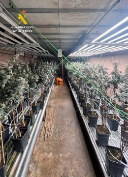 Plantas de marihuana halladas en una nave de Jumilla