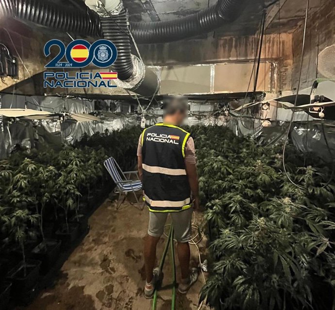 La Policía Nacional desmantela en Torrent (Valencia) una plantación de marihuana en el interior de un chalet y detiene a dos personas