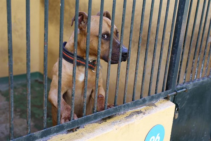 Archivo - Un perro del Centro de Bienestar Animal de Son Reus