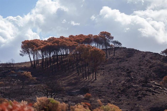 Entorno afectado por el incendio de Niebla en Berrocal.