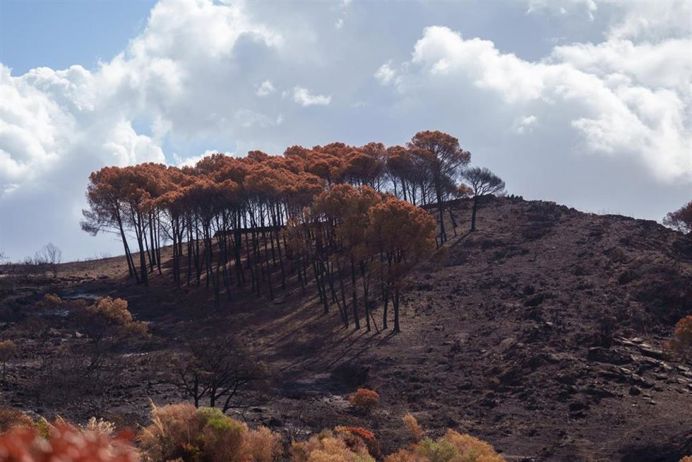 Entorno afectado por el incendio de Niebla en Berrocal.
