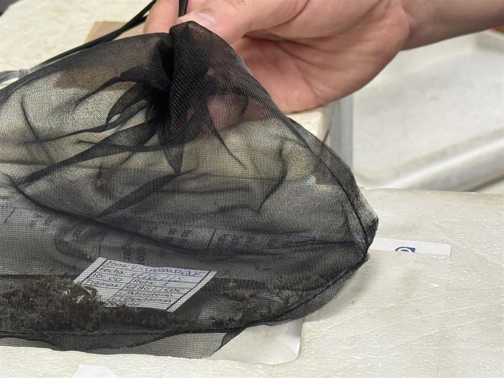 Archivo - Mosquitos portadores del Virus del Nilo en una imagen de recurso