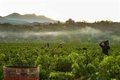 La DOCa Rioja observa buenas condiciones sanitarias en el conjunto de la Denominación