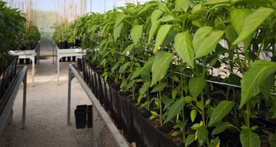 EpAgro - Agricultura