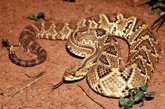 Foto: Salud global: Las mordeduras de serpiente causan más muertes y discapacidad de lo estimado