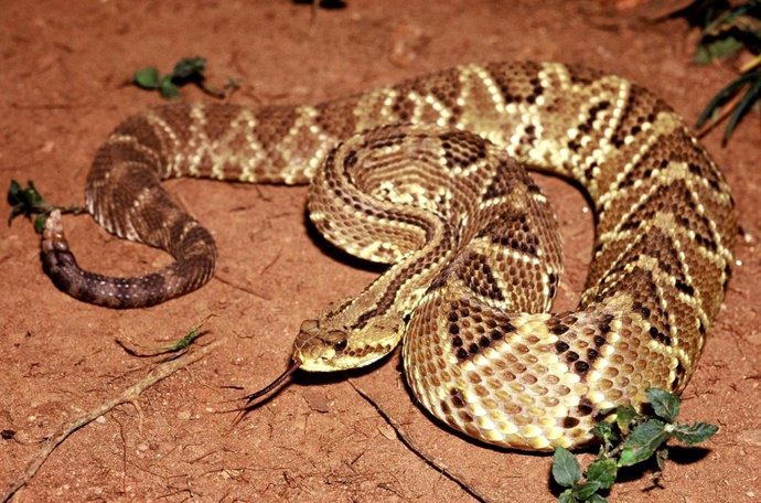 Archivo - Serpiente cascabel