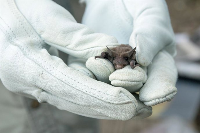 Archivo - Naturalista sostiene un murciélago con guantes.