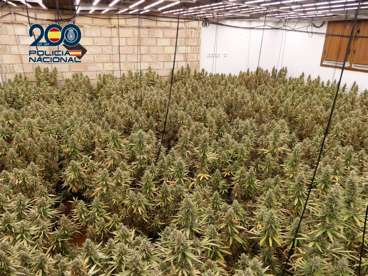 Desmantelan un cultivo de marihuana en una urbanización de Molina con 2 detenidos y un coche robado en Letonia