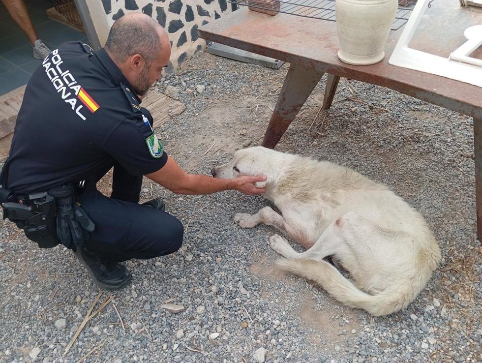 En el momento de su localización por parte de unos senderistas cerca de la ermita de Las Nieves, el animal pesaba únicamente 26 kilogramos, muy por debajo del peso habitual de un ejemplar de esta raza, estimado entre 70 y 100 kilogramos
