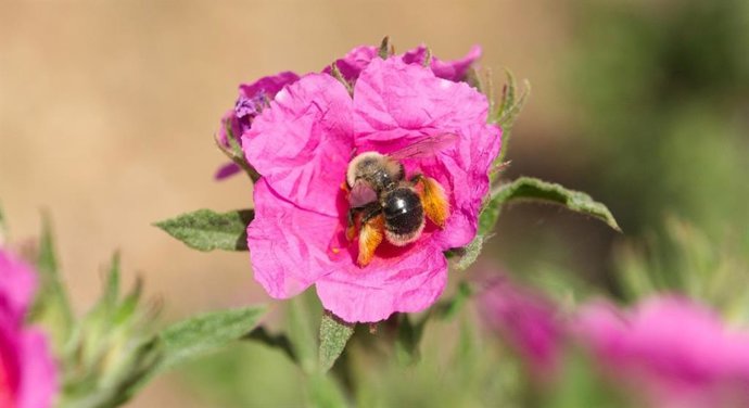 Hembra de Dasypoda pyrotrichia en una flor de jaguarzo ('Cistus crispus').