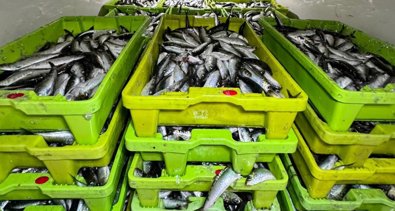 Pesca Galicia