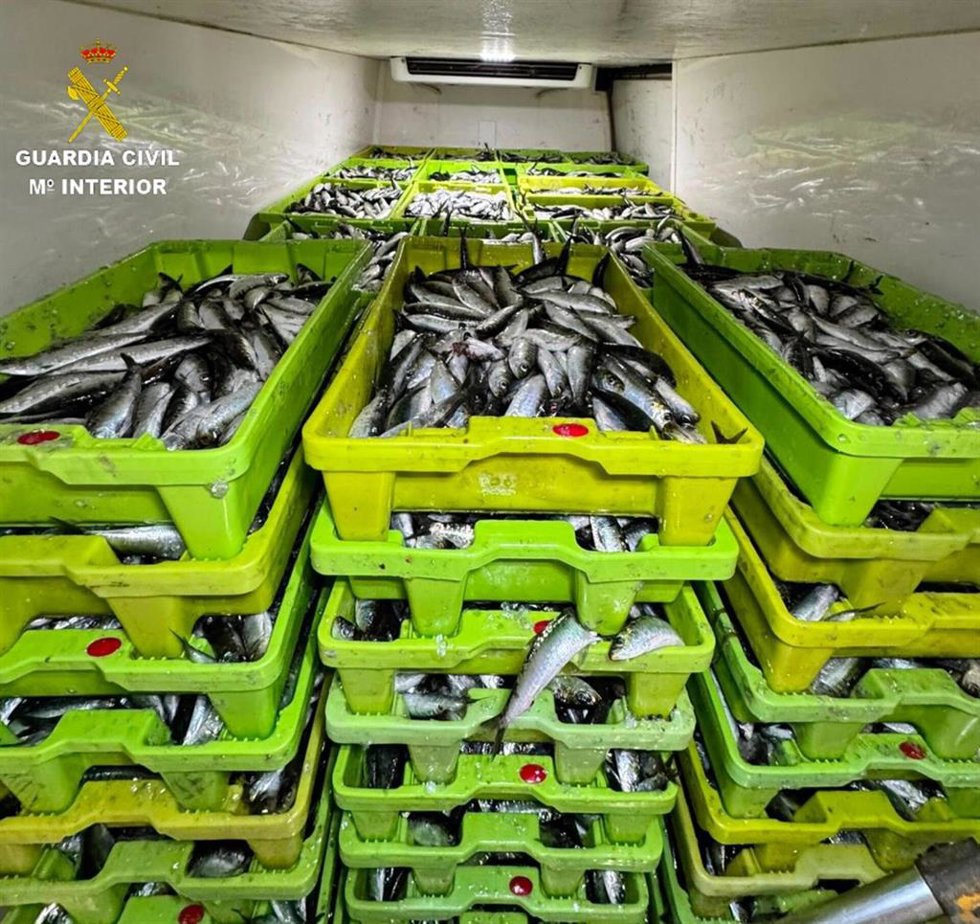 Sardinas incautadas en Cangas.