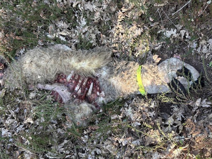 El lobo mata a dos corderos de seis meses en Rocamundo.