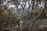 Un experto dice que el incendio de El Saler no es "irreparable" pero apunta a la prevención: "Podíamos haberlo evitado"