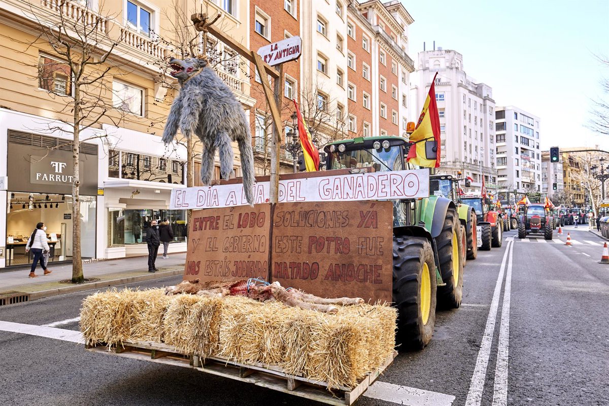 UGAM-COAG ve inaceptable que Morán niegue las cifras reales del lobo mientras los ganaderos sufren ataques diarios