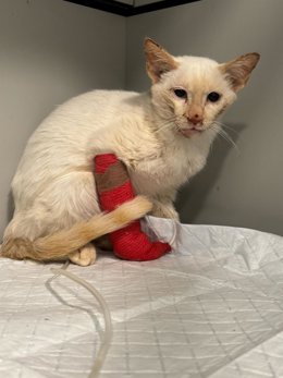 APARIOJA advierte del "exterminio" de una colonia felina en Matute