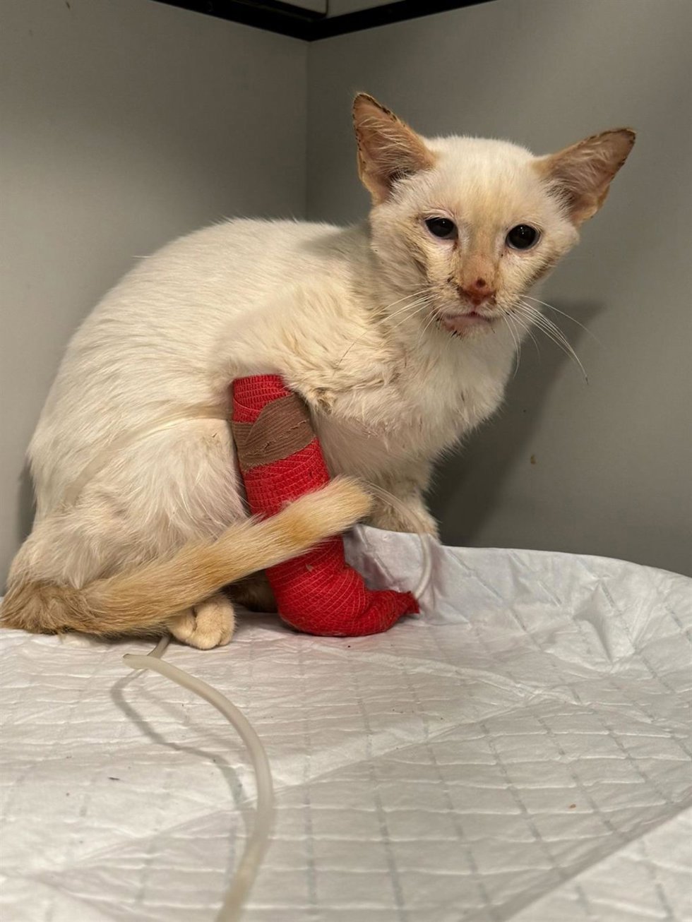 APARIOJA advierte del "exterminio" de una colonia felina en Matute