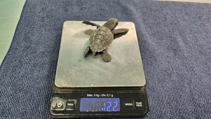 Las tortugas fueron examinadas, pesadas e identificadas, a su llegada al CRFS El Valle.