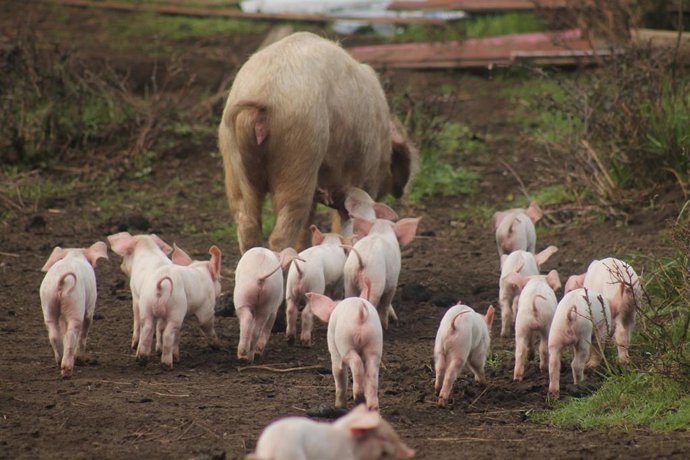 Una investigación de la ULPGC desarrolla nuevas estrategias para mejorar la salud animal en Canarias