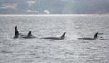 Cuatro orcas embisten una embarcación de recreo en la ría de Pontevedra y dañan su timón