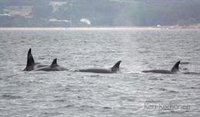 Cuatro orcas embisten una embarcación de recreo en la ría de Pontevedra y dañan su timón
