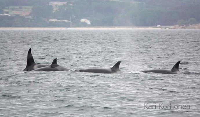 Archivo - Cuatro orcas en la ría de Arousa, en 2024