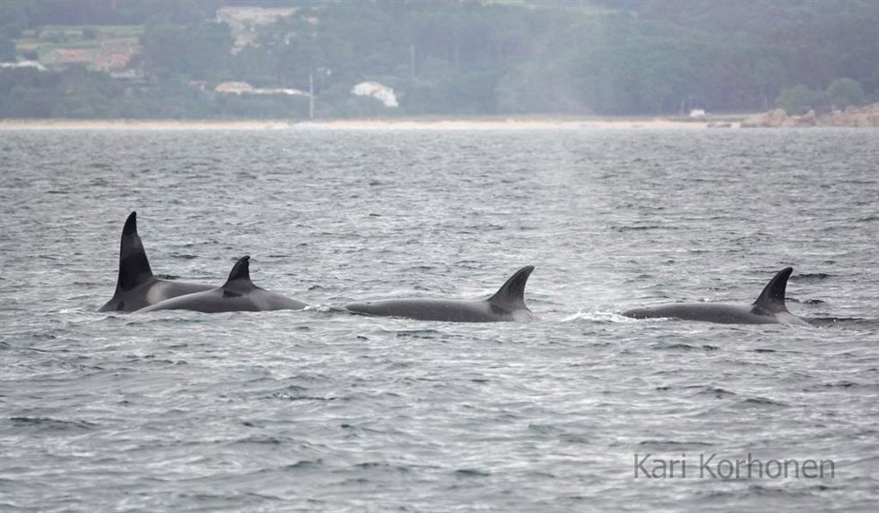 Archivo - Cuatro orcas en la ría de Arousa, en 2024