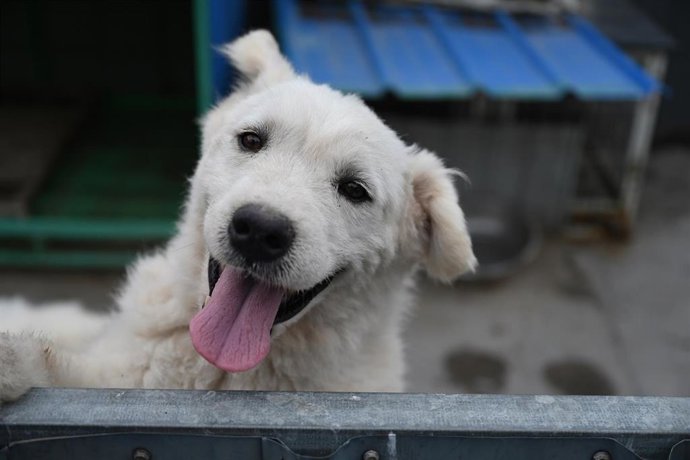 Archivo - FILED - 08 July 2025, China, Langfang: A dog leans on a fence. Photo: Johannes Neudecker/dpa