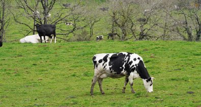 Galicia Rural