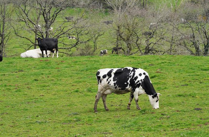 Archivo - Varias vacas lecheras pastorean en la granja Casa Grande de Xanceda, a 26 de marzo de 2022, en Xanceda, A Coruña, Galicia, (España).