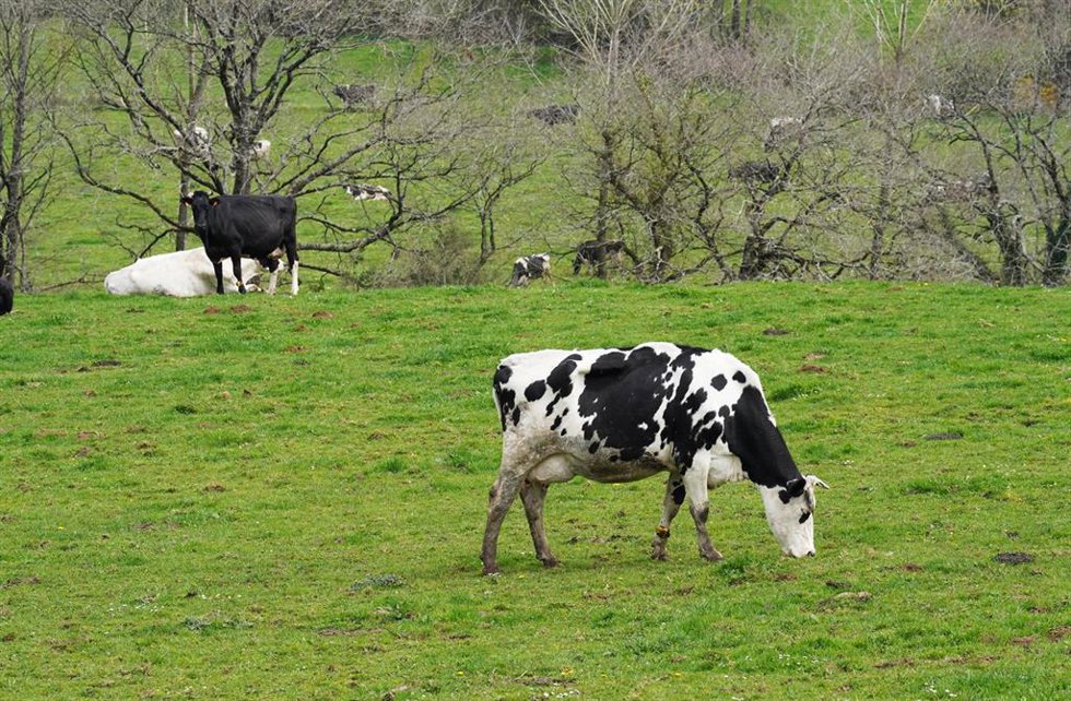 Archivo - Varias vacas lecheras pastorean en la granja Casa Grande de Xanceda, a 26 de marzo de 2022, en Xanceda, A Coruña, Galicia, (España).