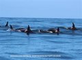 Avistan en la costa gallega a ballenas, delfines y orcas e identifican a la abuela Toñi, disparada hace semanas