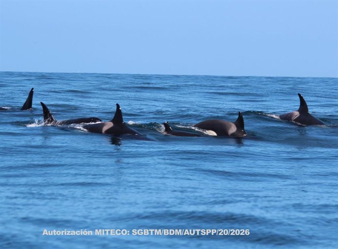 Una manada de orcas avistada este domingo por la Coordinadora para o Estudo dos Mamíferos Marinos (Cemma) en la Ría de Vigo, a 30 de agosto de 2026.