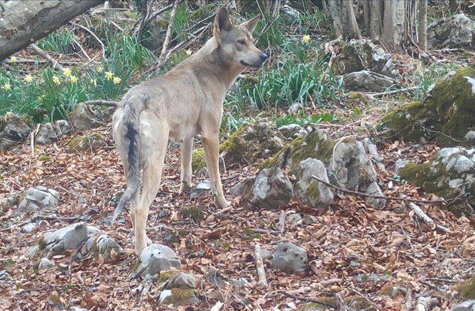Lobo en Asturias.