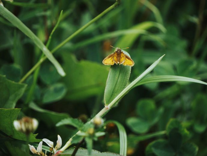 Una pequeña mariposa amarilla sentada encima de una planta verde