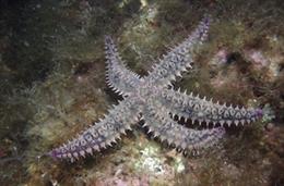 Estrella de mar espinosa, cuya organización genética ha sido investigada por un equipo de la Estación Biológica de Doñana y la Universidad de Barcelona.