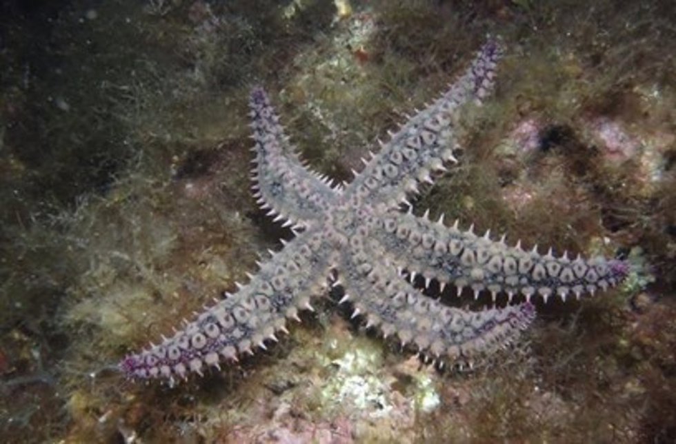 Estrella de mar espinosa, cuya organización genética ha sido investigada por un equipo de la Estación Biológica de Doñana y la Universidad de Barcelona.