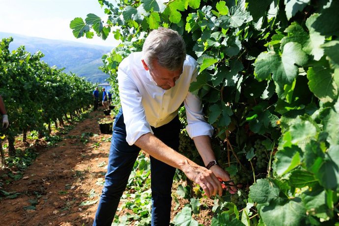 O presidente da Xunta, Alfonso Rueda, acompañado da conselleira do Medio Rural, María José Gómez, visita un viñedo da Cooperativa Viños Barco, da Denominación de Orixe Valdeorras, con motivo do inicio da vendima.